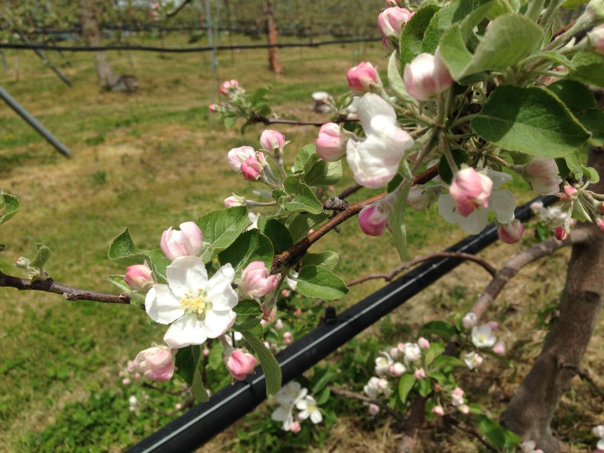 Ferienwohnung Shinshu Yokoya Farm Matsumoto Exterior foto
